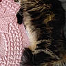 cat, sleeping, fluffy, tabby, pet, cozy, blanket, pink_blanket, gray_blanket, indoor, relaxing, fur, animal, cute, resting, soft_texture, domestic_cat, mammal, sleep, peaceful