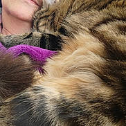 Arya participe au concours pour gagner de l'argent avec cette photo : person, cat, glasses, tabby_cat, fur, close_up, indoor, portrait, cozy, resting, face, brown_fur, striped_fur, human, couch, decor, relaxed, close_contact, purple_blanket, eyewear