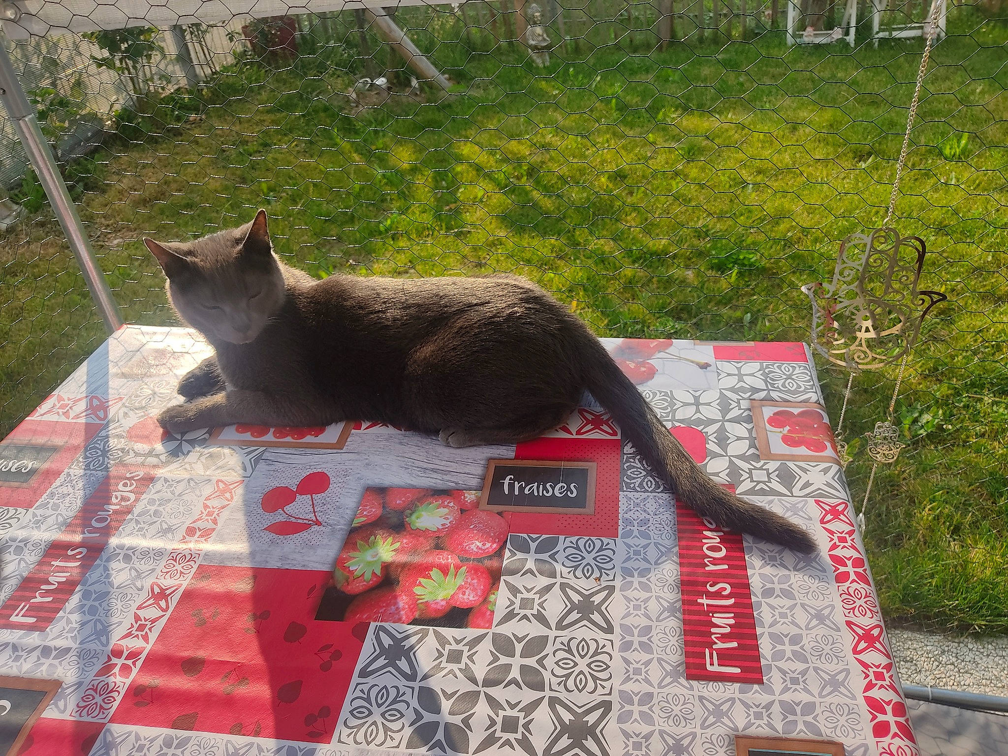 Sam participe au concours pour gagner de l'argent avec cette photo : black_cat, carnivore, cat, domestic_short_haired_cat, felidae, flooring, grass, grey, groundcover, mammal, outdoor_furniture, plant, road_surface, roof, sidewalk, small_to_medium_sized_cats, snout, tail, whiskers, wood