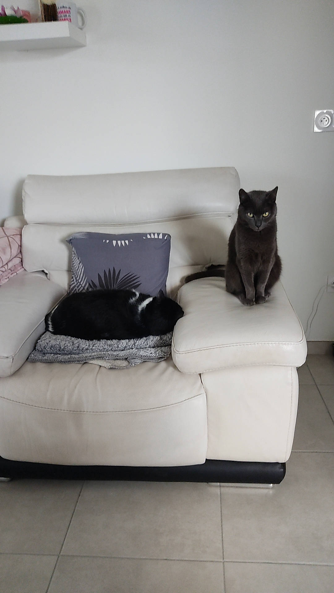 Sam a rejoint le concours — aidez-le/la à gagner de superbes lots ! carnivore, cat, comfort, couch, felidae, floor, flooring, furniture, grey, hardwood, interior_design, living_room, monochrome_photography, pillow, product, rectangle, studio_couch, style, whiskers, white