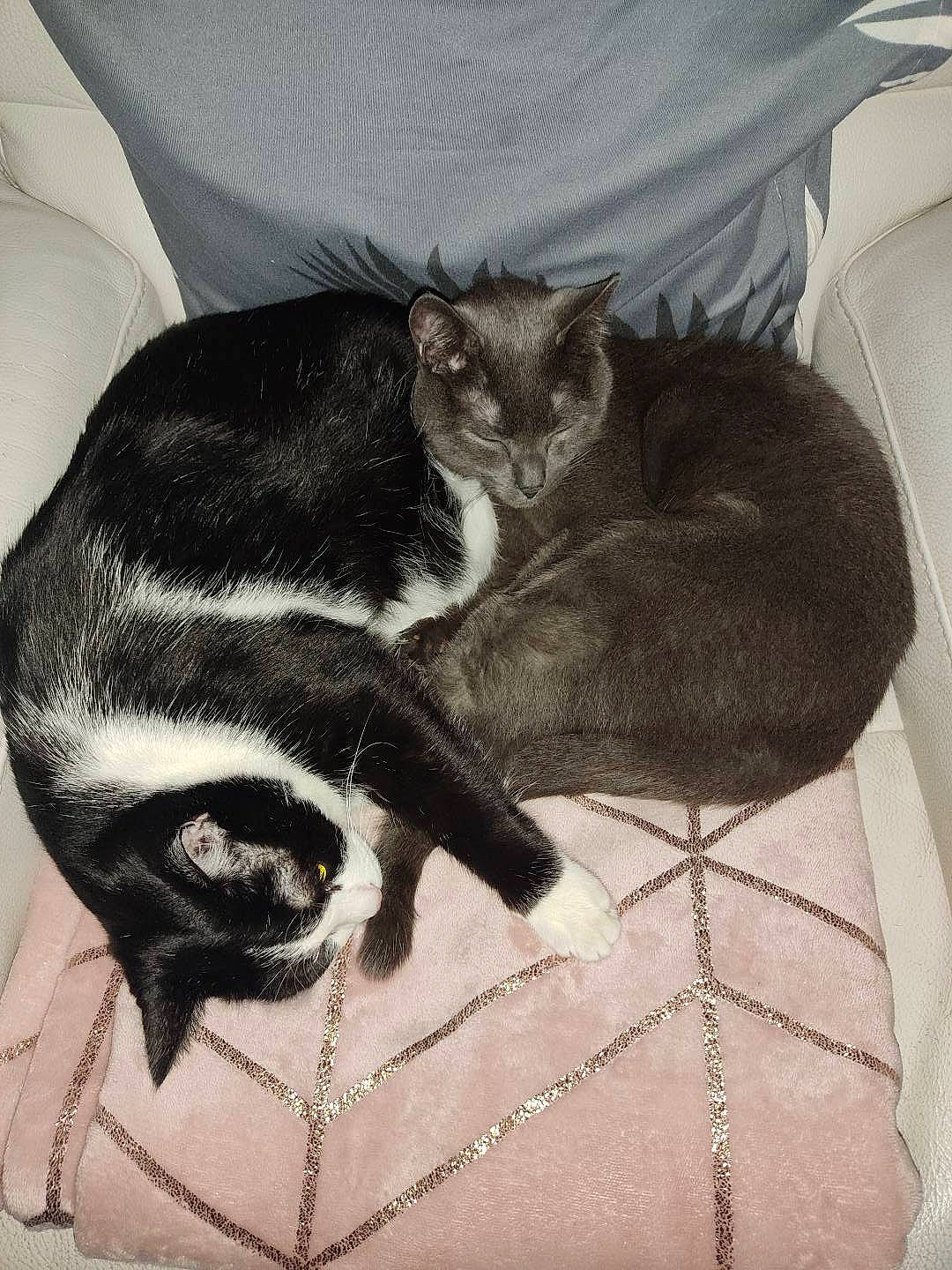 Guismo participe au concours pour gagner de l'argent avec cette photo : art, bag, bedding, black_cat, carnivore, cat, claw, comfort, domestic_short_haired_cat, felidae, fur, grey, linens, luggage_and_bags, nap, pattern, paw, small_to_medium_sized_cats, tail, whiskers