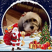 Gidget is registered to the contest to win money with this photo: background, bow, canine, celebration, christmas, christmas_tree, cozy, cute, decorations, dog, festive, holiday, indoor, pet, portrait, presents, santa_claus, seasonal, snow, winter