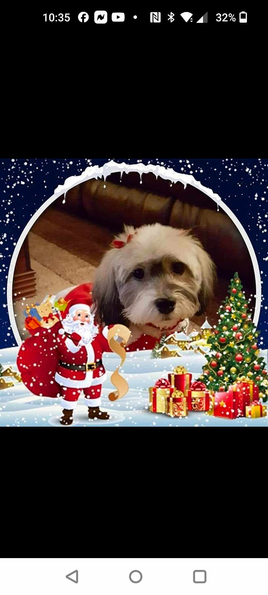 Gidget is registered to the contest to win money with this photo: background, bow, canine, celebration, christmas, christmas_tree, cozy, cute, decorations, dog, festive, holiday, indoor, pet, portrait, presents, santa_claus, seasonal, snow, winter