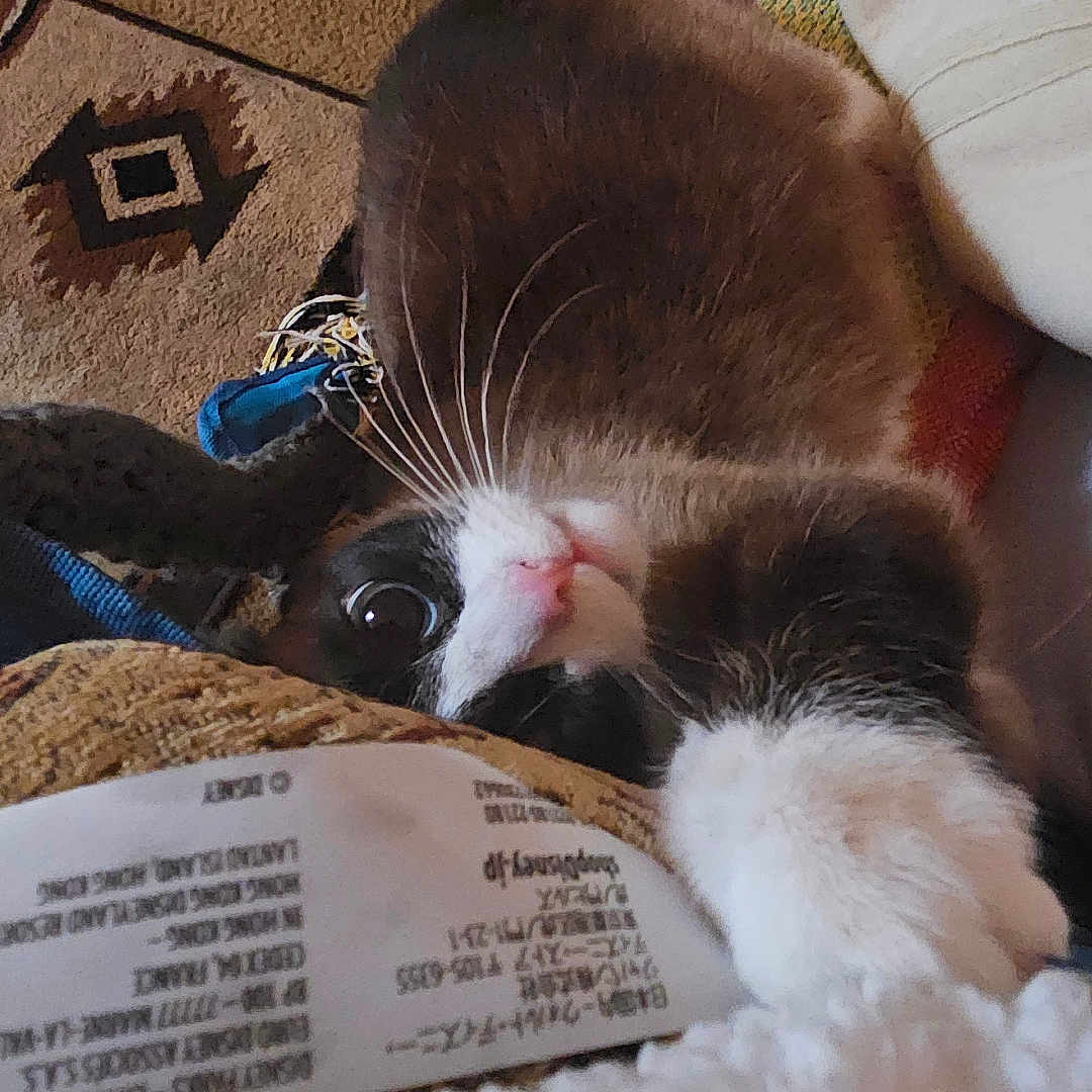 Missy is registered to the contest to win money with this photo: animal, blanket, carpet, cat, closeup, cozy, curious, domestic, fabric, furniture, home, indoor, paw, pet, relaxed, resting, soft, textile, tuxedo_cat, whiskers
