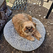 Abby participe au concours pour gagner de l'argent avec cette photo : dog, pet, outdoor, plush_bed, sunlight, shadow, concrete, stick, fur, small_dog, relaxed, animal, texture, resting, brown_fur, companion, cute, calm, garden, nature
