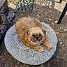 dog, pet, outdoor, plush_bed, sunlight, shadow, concrete, stick, fur, small_dog, relaxed, animal, texture, resting, brown_fur, companion, cute, calm, garden, nature