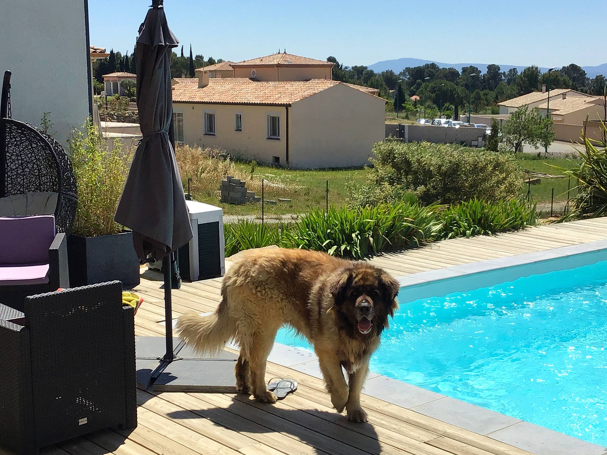 Harper participe au concours pour gagner de l'argent avec cette photo : canidae, carnivore, dog, dog_breed, estrela_mountain_dog, fawn, leonberger, mammal, sporting_group, vacation, vertebrate