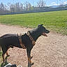 dog, black_dog, tan_dog, harness, camo_harness, outdoor, park, grass, dirt_path, sunny, daytime, trees, sky, mountains, pet, animal, canine, nature, tongue_out, alert
