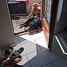 dog, person, legs, chair, table, footwear, slippers, crocs, door, sunlight, shadow, tiles, outdoor, indoor, relaxing, black_dog, brown_dog, checkered_cloth, home, casual