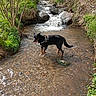 dog, water, creek, stream, waterfall, rocks, greenery, nature, outdoor, animal, canine, happy, pet, forest, shallow_water, sunlight, summer, playful, adventure, riverbank