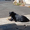 dog, black_dog, animal, pet, outdoor, sunlight, concrete, asphalt, road, sidewalk, curious, resting, laying_down, daytime, shadow, urban, nature, grass, stone_wall, quiet
