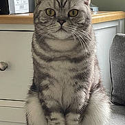 Bertie joined the competition — help win amazing prizes! animal, calm, cat, closeup, couch, cute, domestic, feline, fur, furniture, household, indoor, mammal, pet, portrait, resting, sitting, tabby, whiskers, yellow_eyes