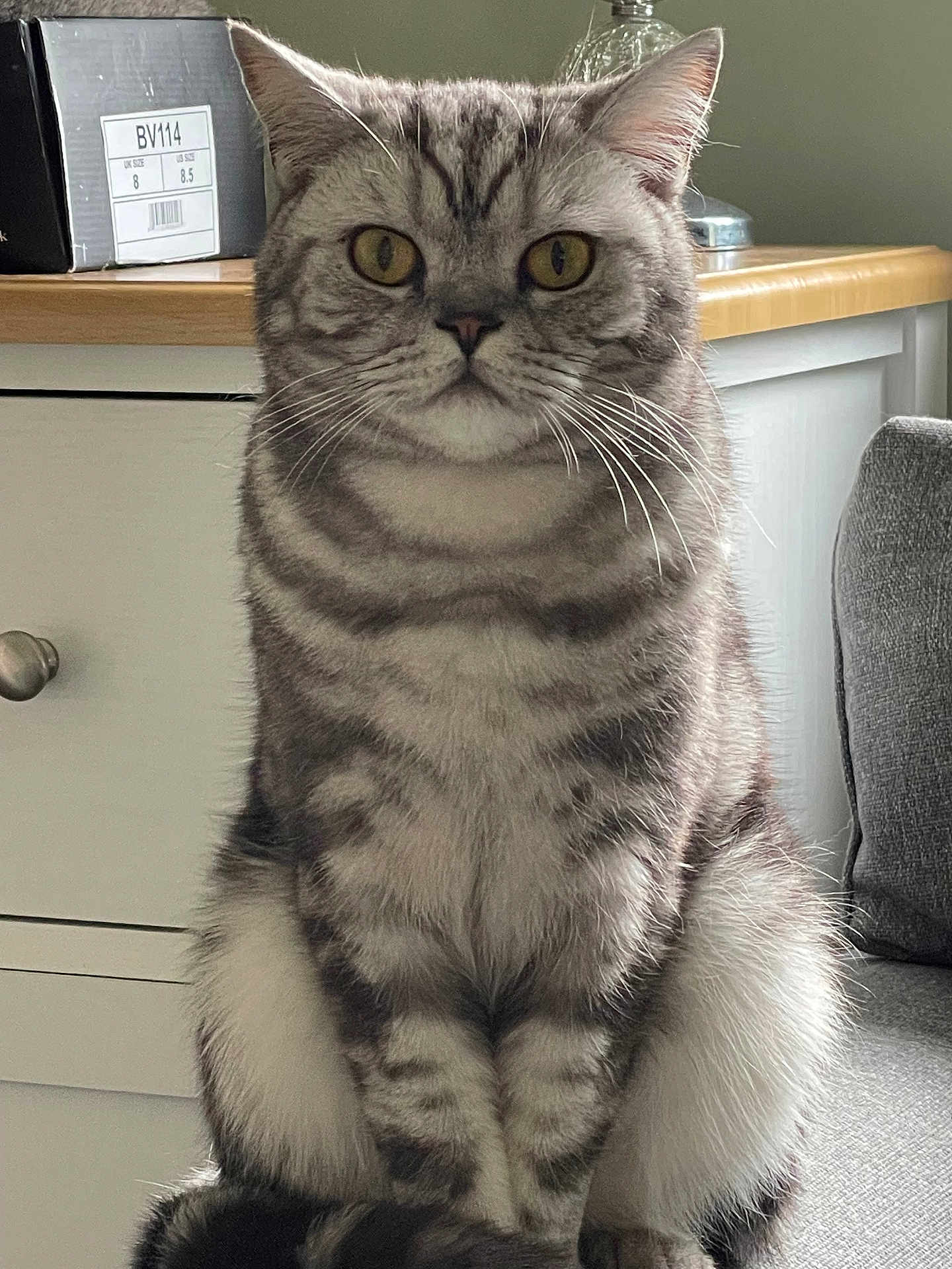 Bertie joined the competition — help win amazing prizes! animal, calm, cat, closeup, couch, cute, domestic, feline, fur, furniture, household, indoor, mammal, pet, portrait, resting, sitting, tabby, whiskers, yellow_eyes