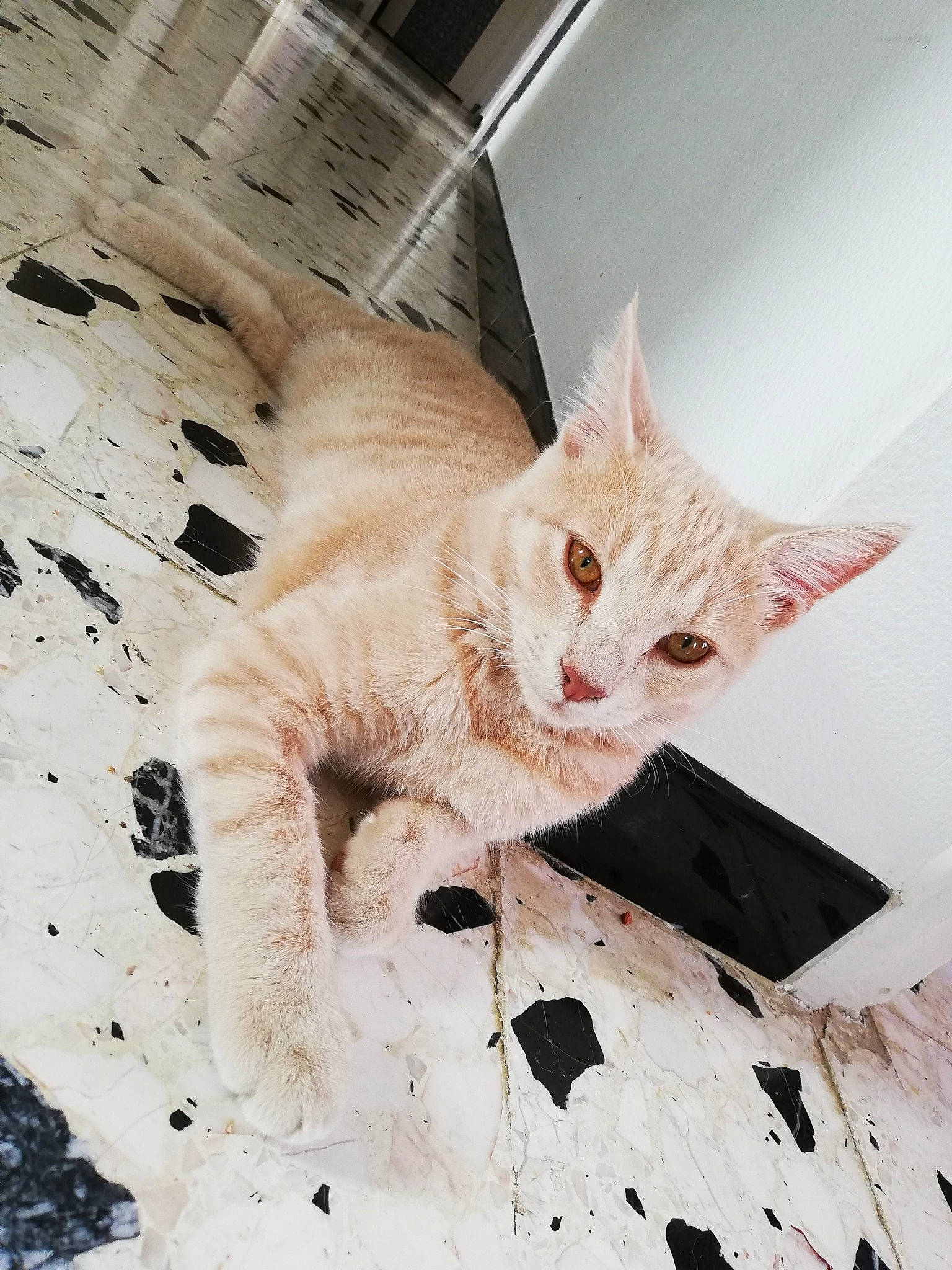 Poupou a rejoint le concours — aidez-le/la à gagner de superbes lots ! aegean_cat, asian, carnivore, cat, domestic_short_haired_cat, ear, european_shorthair, fawn, felidae, fur, german_rex, kitten, small_to_medium_sized_cats, tabby_cat, tail, turkish_angora, turkish_van, whiskers