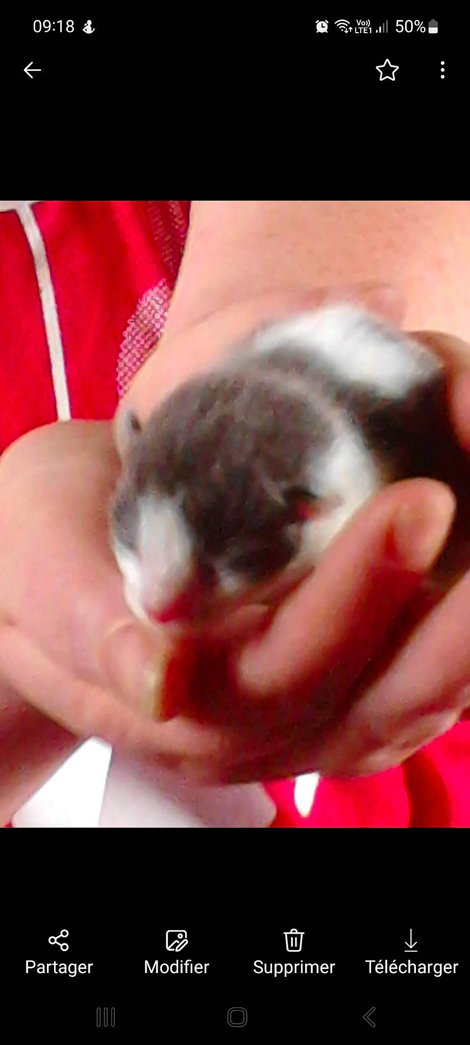 Minouche a rejoint le concours — aidez-le/la à gagner de superbes lots ! cat, claw, domestic_short_haired_cat, fawn, felidae, finger, flesh, fur, hamster, muroidea, nail, paw, rodent, small_to_medium_sized_cats, tail, terrestrial_animal, thumb, whiskers