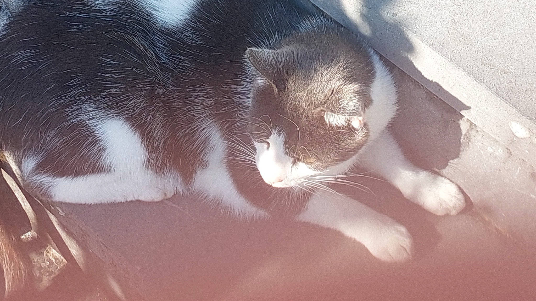 Minouche a rejoint le concours — aidez-le/la à gagner de superbes lots ! carnivore, cat, claw, cloud, comfort, domestic_short_haired_cat, felidae, foot, fur, human_leg, paw, photo_caption, small_to_medium_sized_cats, snout, tail, tints_and_shades, whiskers, window, windshield