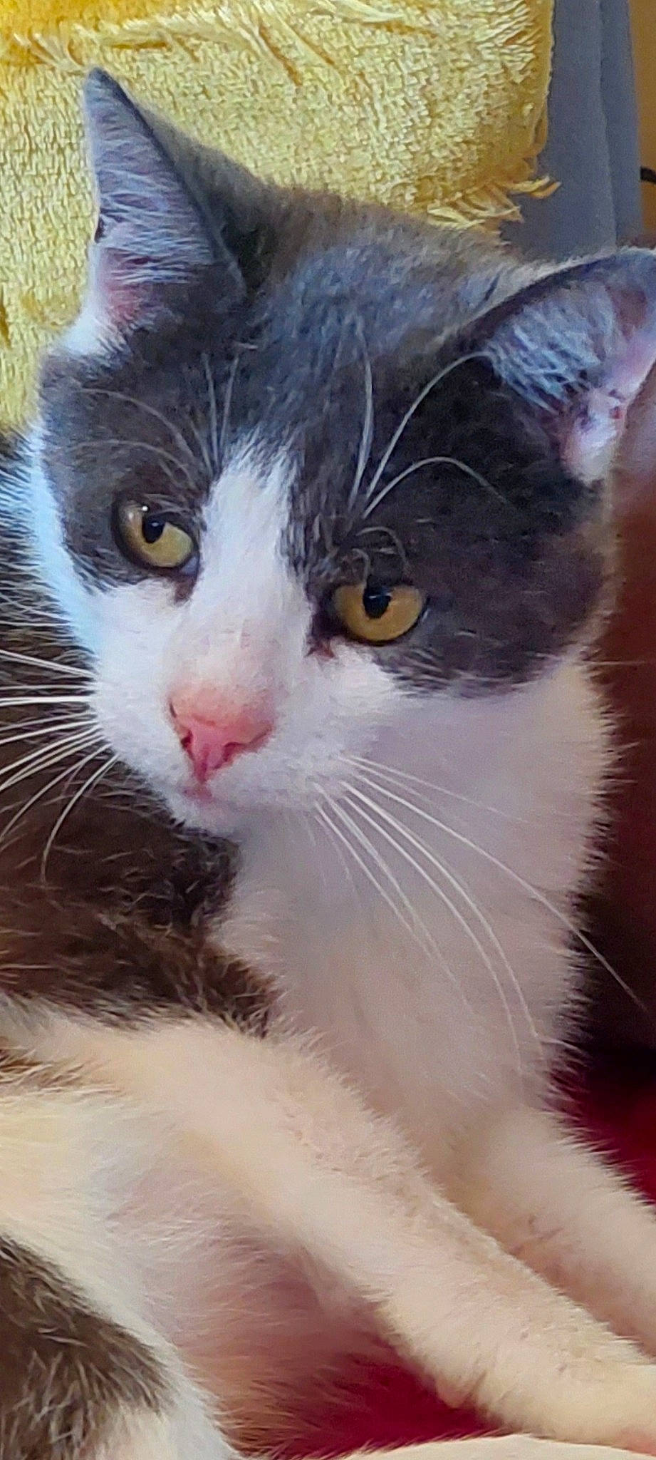 Minouche participe au concours pour gagner de l'argent avec cette photo : carnivore, cat, domestic_short_haired_cat, eye, felidae, fur, grass, iris, paw, small_to_medium_sized_cats, snout, tail, terrestrial_animal, whiskers