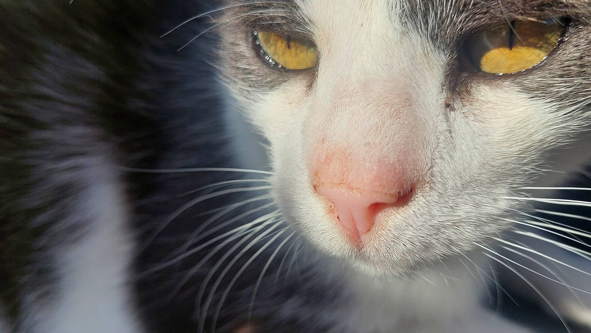 Minouche a rejoint le concours — aidez-le/la à gagner de superbes lots ! carnivore, cat, domestic_short_haired_cat, felidae, fur, small_to_medium_sized_cats, snout, terrestrial_animal, whiskers