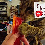 Baby Booty is registered to the contest to win money with this photo: carnivore, cat, cat_supply, claw, domestic_short_haired_cat, fawn, felidae, fur, gesture, handwriting, kitchen_appliance, paw, shelf, shelving, small_to_medium_sized_cats, snout, tail, whiskers
