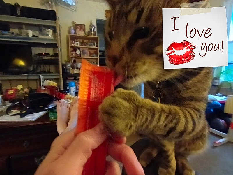 Baby Booty is registered to the contest to win money with this photo: carnivore, cat, cat_supply, claw, domestic_short_haired_cat, fawn, felidae, fur, gesture, handwriting, kitchen_appliance, paw, shelf, shelving, small_to_medium_sized_cats, snout, tail, whiskers
