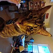 Baby Booty is registered to the contest to win money with this photo: carnivore, cat, domestic_short_haired_cat, ear, felidae, fur, jaw, room, shelf, small_to_medium_sized_cats, snout, tail, whiskers