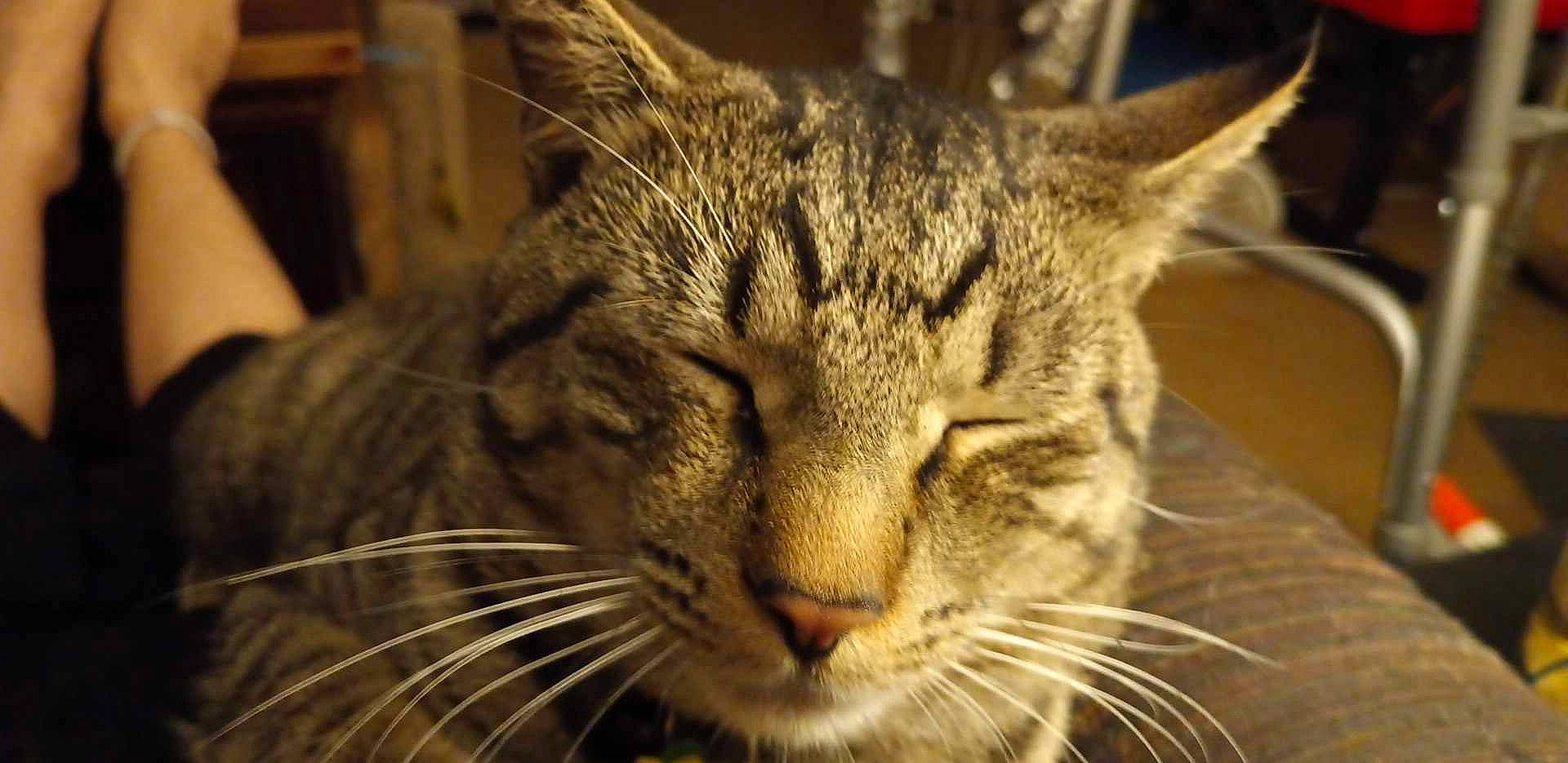 Baby Booty joined the competition — help win amazing prizes! carnivore, cat, close_up, domestic_short_haired_cat, felidae, fur, photography, small_to_medium_sized_cats, snout, terrestrial_animal, tree, whiskers, wildlife