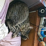 Baby Booty is registered to the contest to win money with this photo: audio_equipment, cable, carnivore, cat, claw, domestic_short_haired_cat, electrical_wiring, felidae, fur, pattern, small_to_medium_sized_cats, tail, thread, toy, whiskers, wire, wool
