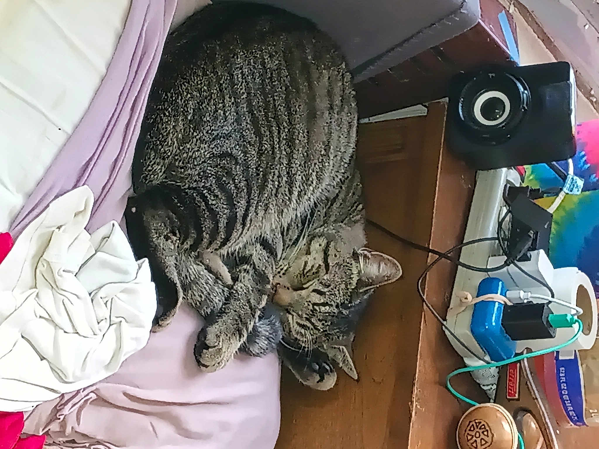 Baby Booty