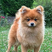Joy a rejoint le concours — aidez-le/la à gagner de superbes lots ! animal, clover, cute, dog, ears, eyes, fluffy, fur, garden, grass, greenery, nature, nose, outdoor, pet, plant, pomeranian, portrait, small_dog, standing