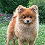animal, clover, cute, dog, ears, eyes, fluffy, fur, garden, grass, greenery, nature, nose, outdoor, pet, plant, pomeranian, portrait, small_dog, standing