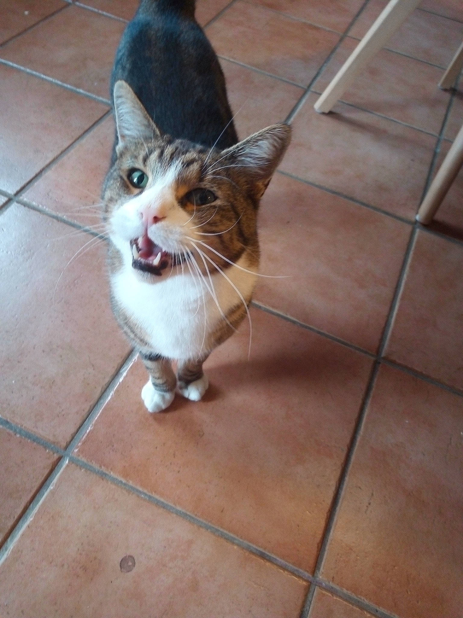 Gribouille a rejoint le concours — aidez-le/la à gagner de superbes lots ! aegean_cat, carnivore, cat, domestic_short_haired_cat, european_shorthair, fawn, felidae, floor, flooring, kitten, mammal, ojos_azules, small_to_medium_sized_cats, snout, tail, tile, whiskers