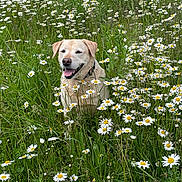 Kali a rejoint le concours — aidez-le/la à gagner de superbes lots ! animal, canine, daisy, dog, field, flora, flower, golden_retriever, grass, greenery, happy, nature, outdoor, pet, plant, sitting, smiling, summer, sunlight, tongue_out