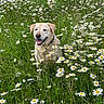 animal, canine, daisy, dog, field, flora, flower, golden_retriever, grass, greenery, happy, nature, outdoor, pet, plant, sitting, smiling, summer, sunlight, tongue_out