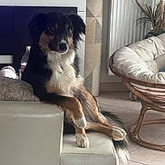 Peach participe au concours pour gagner de l'argent avec cette photo : dog, black_and_tan_dog, fluffy, long_hair, sitting, lounging, portrait, indoors, living_room, armchair, furniture, television, mugs, coffee_table, wicker, houseplants, curtains, tile_floor, cozy, pet
