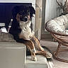 dog, black_and_tan_dog, fluffy, long_hair, sitting, lounging, portrait, indoors, living_room, armchair, furniture, television, mugs, coffee_table, wicker, houseplants, curtains, tile_floor, cozy, pet