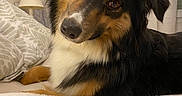 Peach participe au concours pour gagner de l'argent avec cette photo : dog, berner, mountain_dog, tri_color, fluffy, long_hair, head_tilt, adorable, portrait, close_up, brown, black, white, pet, bedroom, bed, blanket, pillow, lamp, indoor