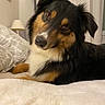 dog, berner, mountain_dog, tri_color, fluffy, long_hair, head_tilt, adorable, portrait, close_up, brown, black, white, pet, bedroom, bed, blanket, pillow, lamp, indoor