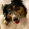 Peach participe au concours pour gagner de l'argent avec cette photo : dog, puppy, tricolor, fluffy, long_hair, black_fur, brown_fur, white_fur, face, eyes, nose, tongue, happy, curious, portrait, close_up, indoors, blanket, cozy, pet