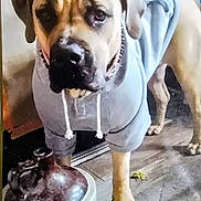 Remyngtyn is registered to the contest to win money with this photo: dog, hoodie, indoor, floor, ceramic_jug, pet, canine, animal, collar, spiked_collar, brown_dog, light_blue_clothing, standing, looking, portrait, domestic, tile_floor, object, casual, snapshot