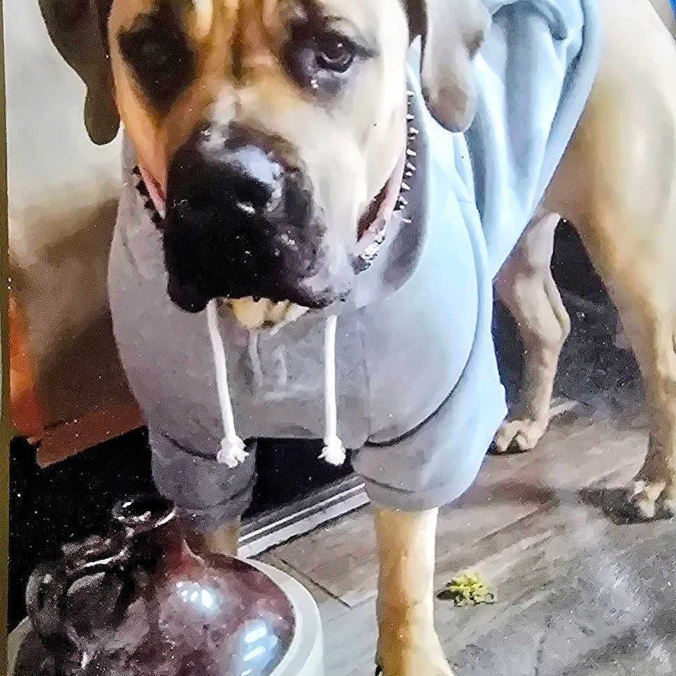Remyngtyn is registered to the contest to win money with this photo: dog, hoodie, indoor, floor, ceramic_jug, pet, canine, animal, collar, spiked_collar, brown_dog, light_blue_clothing, standing, looking, portrait, domestic, tile_floor, object, casual, snapshot