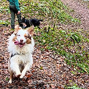 Volt participe au concours pour gagner de l'argent avec cette photo : dog, person, forest, leaves, stream, path, greenery, outdoor, nature, running, happy, playful, canine, hoodie, trees, muddy, walk, pets, adventure, animals