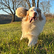 Volt a rejoint le concours — aidez-le/la à gagner de superbes lots ! action, australian_shepherd, close_up, dog, field, fur, golden_hour, grass, happy, motion_blur, nature, outdoor, pet, playful, portrait, running, shallow_depth_of_field, sunshine, tongue_out, trees