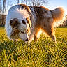 Volt a rejoint le concours — aidez-le/la à gagner de superbes lots ! australian_shepherd, bokeh, close_up, dog, field, fur, golden_hour, grass, long_hair, muzzle, nature, outdoor, park, pet, portrait, sniffing, sunlight, tail, trees, walking