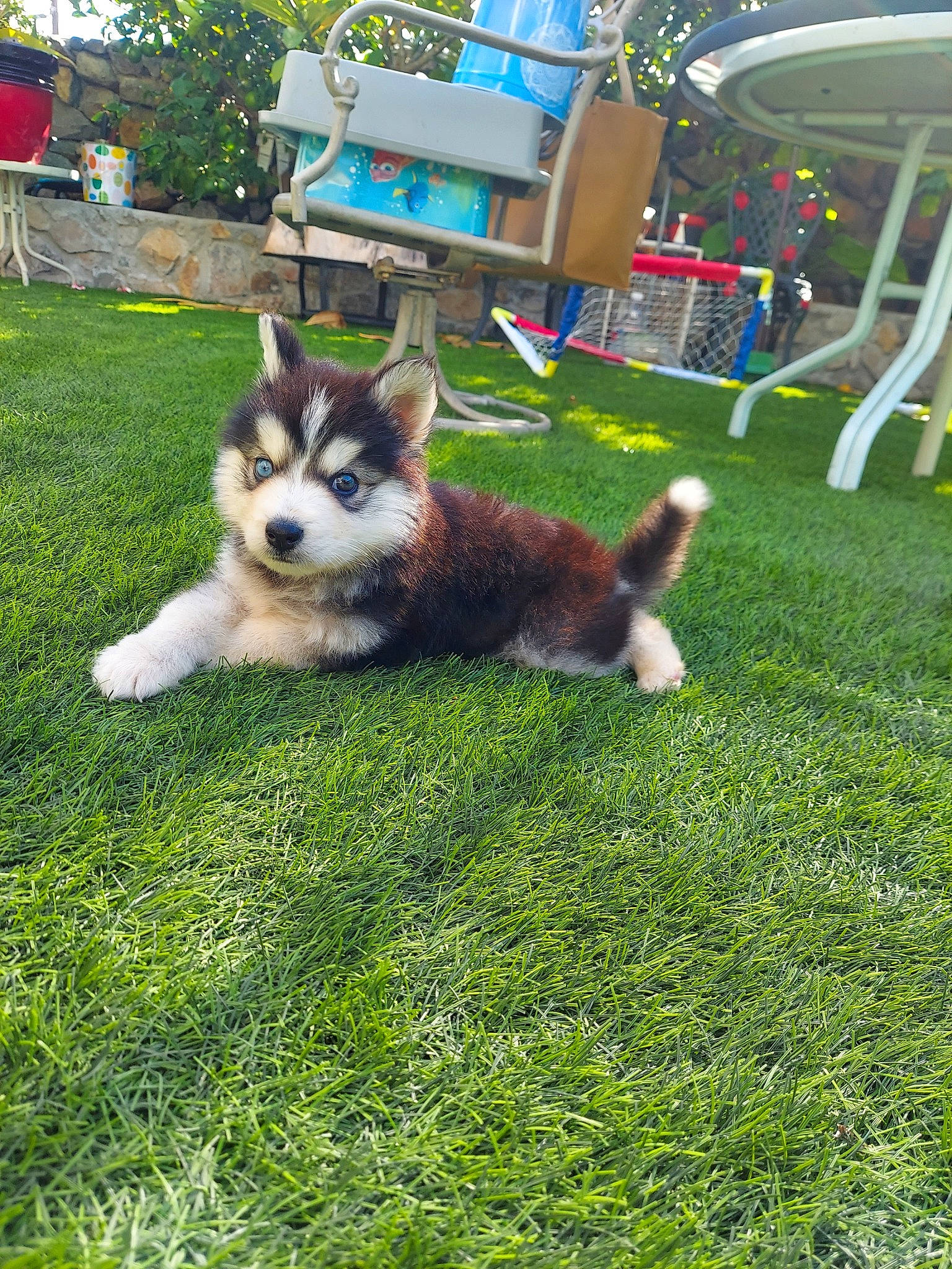 Osito joined the competition — help win amazing prizes! backyard, bench, canidae, carnivore, chair, dog, dog_breed, flowerpot, fur, garden, grass, landscaping, lawn, outdoor_furniture, park, sled_dog, sporting_group, working_animal, working_dog, yard