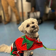 Sushi is registered to the contest to win money with this photo: dog, white_dog, holiday_outfit, festive_clothing, costume, pet, indoor, floor, blue_floor, leash, cute, small_dog, fluffy, looking_up, seated, blurred_background, people, collar, adorable, attentive