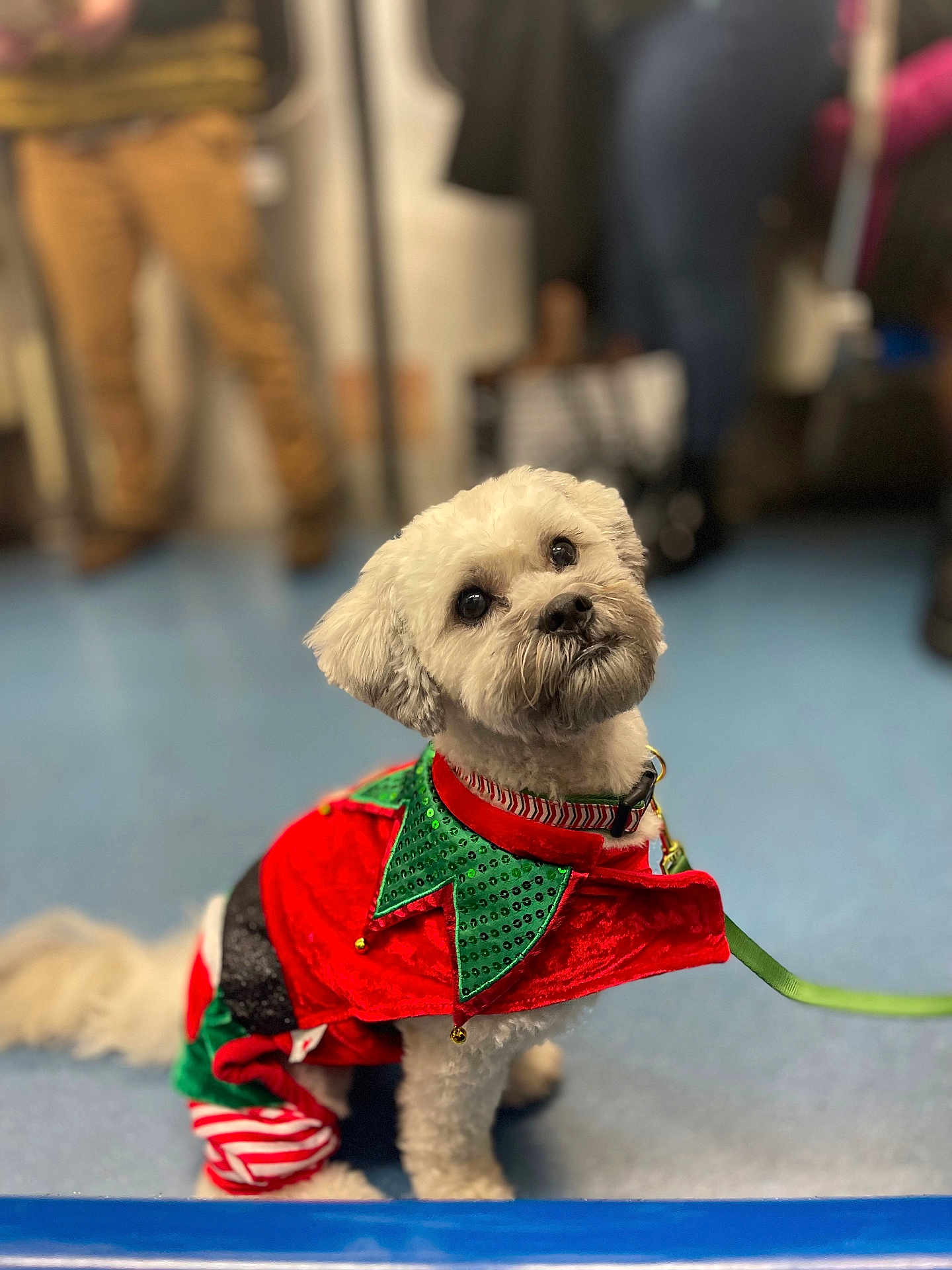 Sushi is registered to the contest to win money with this photo: dog, white_dog, holiday_outfit, festive_clothing, costume, pet, indoor, floor, blue_floor, leash, cute, small_dog, fluffy, looking_up, seated, blurred_background, people, collar, adorable, attentive