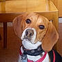 dog, beagle, pet, indoor, brown, white, black, red_harness, collar, wooden_chair, wood_paneling, carpet, ears, face, looking_up, animal, domestic, companion, cute, portrait