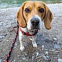 dog, beagle, pet, animal, outdoor, riverbank, sand, rocks, leash, collar, closeup, curious, ears, brown, white, nature, water, daylight, standing, snout