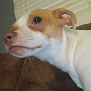 Peaches joined the competition — help win amazing prizes! dog, close_up, brown_couch, white_blinds, indoor, pet, animal, resting, calm, tan_and_white, side_view, fur, ears, snout, nose, eye, portrait, domestic, companion, living_room