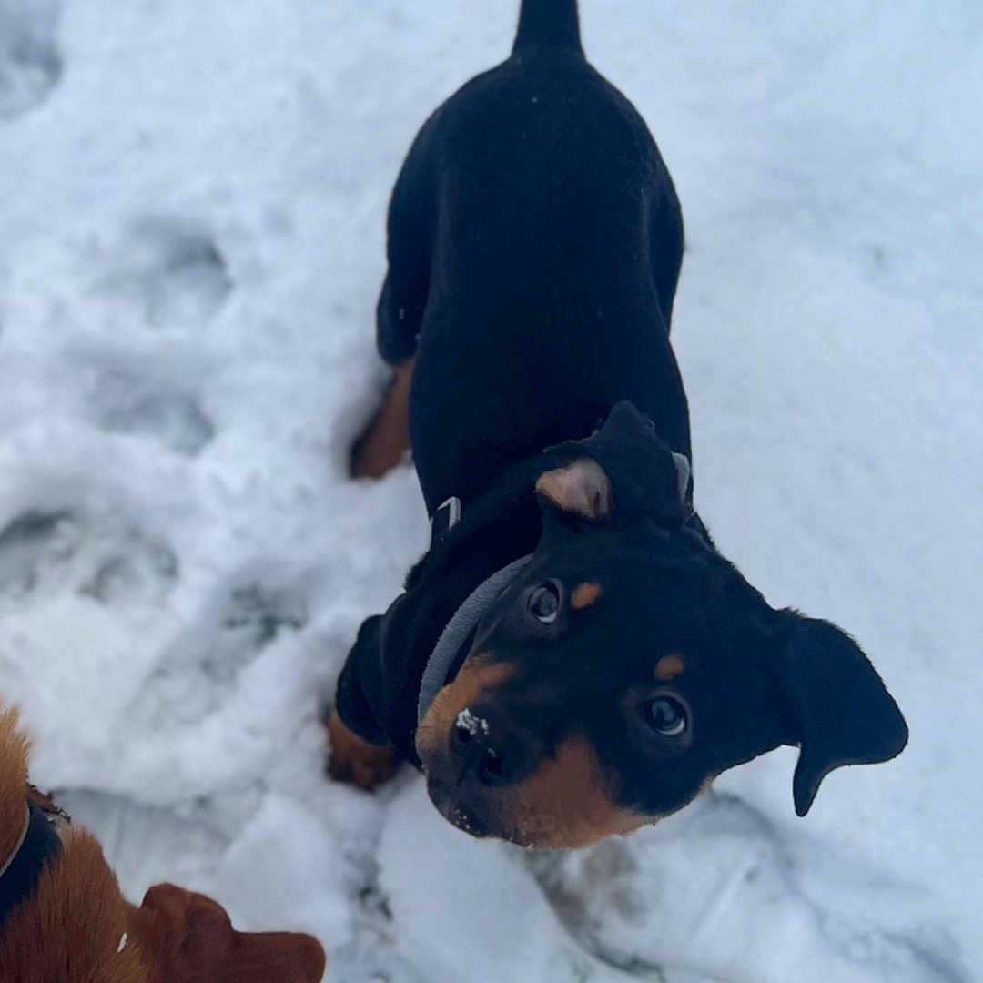 Ozzy joined the competition — help win amazing prizes! animal, ball, bird, bulldog, canine, dog, face, head, hound, nature, outdoors, person, pet, photography, portrait, puppy, snow, sport, tennis, tennisball